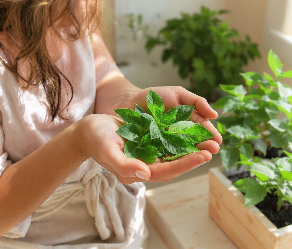 A citromfű természetes nyugtató, amely támogatja az immunrendszert.
