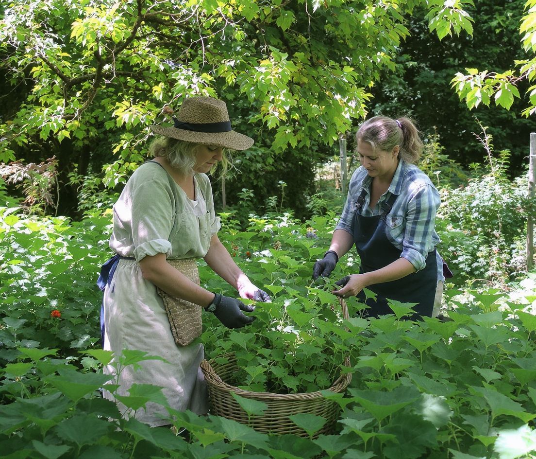 A kerek repkény fenntartható termesztése segíti a biodiverzitást.